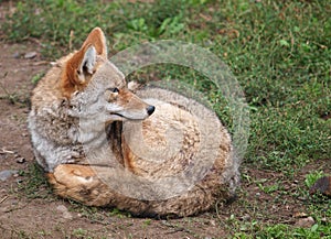 Coyote resting on the ground