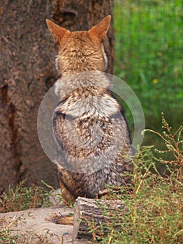 Coyote resting on the ground