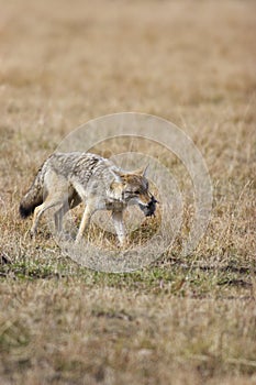 Coyote with Rodent  705273