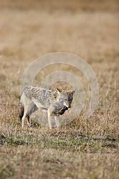 Coyote with Rodent  705280