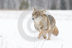 Coyote on the Run