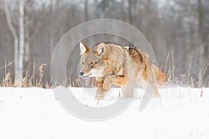 Coyote running low in deep snow