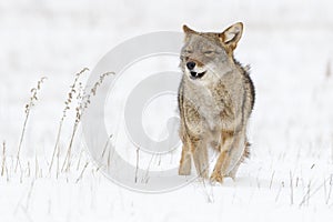 Coyote Running in Snow