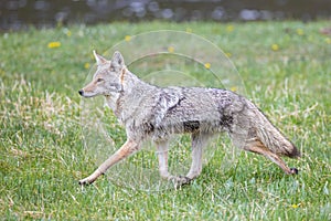 Coyote Running in Yellowstone Park Meadow