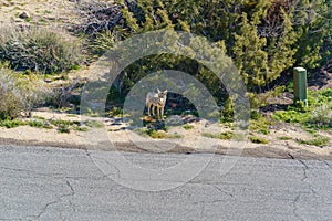 Coyote in a rural desert neighborhood by the street in Yucca Valley, California