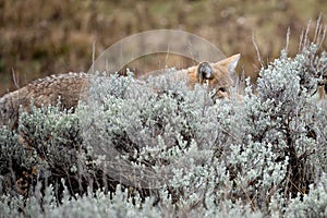 Coyote in the Sagebrush