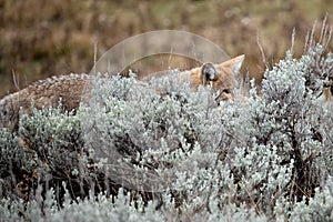 Coyote in the Sagebrush photo