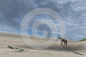 Coyote on the sand