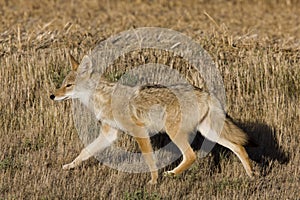 Coyote Saskatchewan