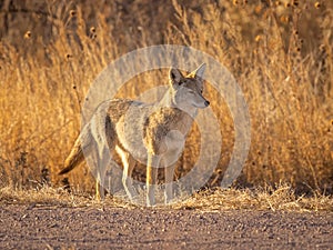 Coyote searches terrain in hopes of finding his next meal