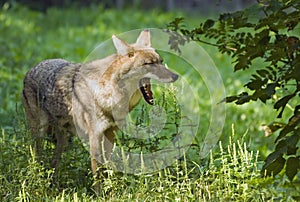 Coyote Showing Teeth