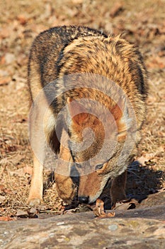 Coyote smelling for carcass