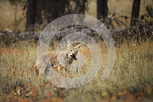 Coyote Snack