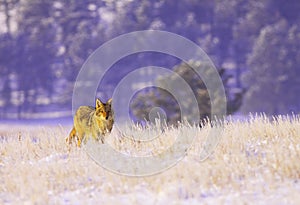 Coyote in the snow