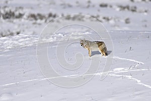 Coyote in a snow