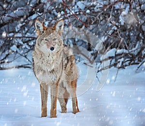 A coyote on a snow covered pond in the middle of winter