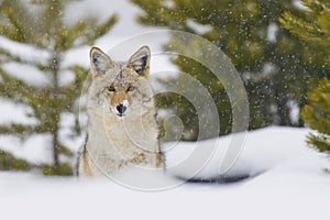 Coyote in Snow Storm. Yellowstone, Wyoming photo