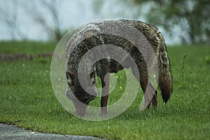 A Coyote Spoted On  A National Park