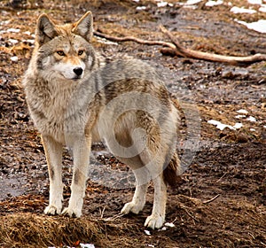 Coyote on a Spring Day