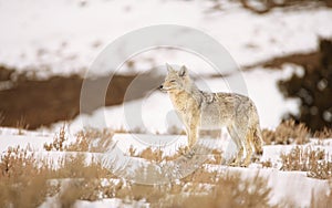 Coyote in the Spring Snows of Yellowstone