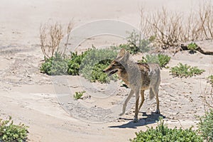 Coyote stalk on roadside in desert area.