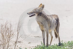 Coyote stalk on roadside in desert area.