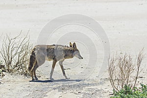 Coyote stalk on roadside  in desert area