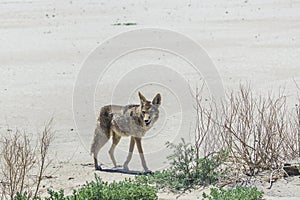 Coyote stalk on roadside  in desert area