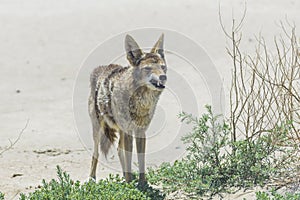 Coyote stalk on roadside  in desert area