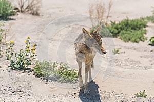 Coyote stalk on roadside in desert area.