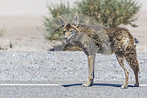 Coyote stalk on roadside  in desert area