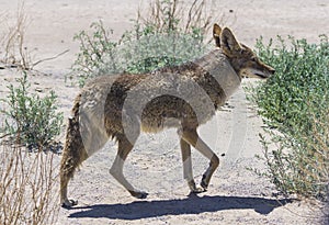 coyote stalk on roadside in desert area