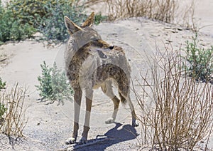 coyote stalk on roadside in desert area