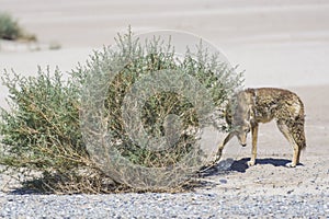 coyote stalk on roadside in desert area