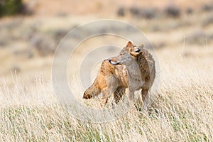 Coyote standing broadside in the Oklahoman plains