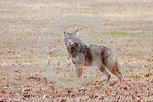 A Coyote Standing in a Prairie