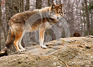 Coyote Standing on a Rock photo