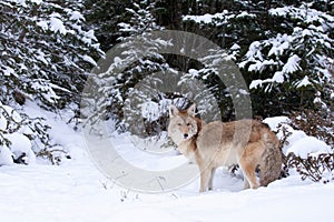 Coyote standing in seep snow with conifers in winter photo
