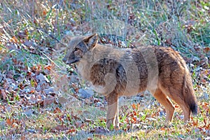 A coyote stares into the disatnce