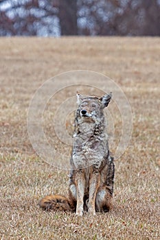 A Coyote Stiing in a Prairie