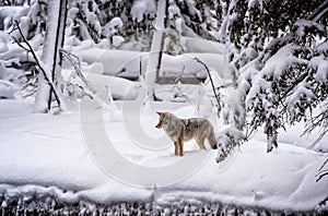 Coyote stops and focuses on possible prey in Yellowstone..psd photo