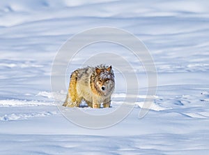 Coyote stops to rest after running through deep snow