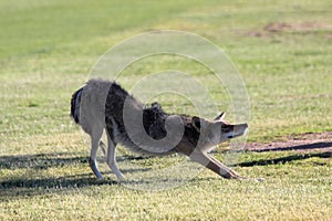 Coyote Stretch