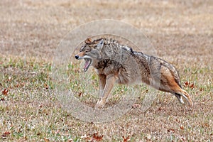 A Coyote Stretches in a Prairie