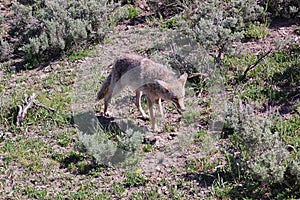 Coyote striding confidently through the lush green grass