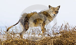 Coyote suffers from mange, nature can seem cruel photo