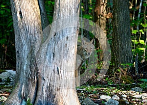 En el verano Bosque bestias caninas 