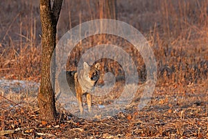 Coyote Sunrise Staredown