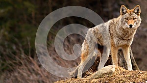 Coyote on Top of a Hill photo