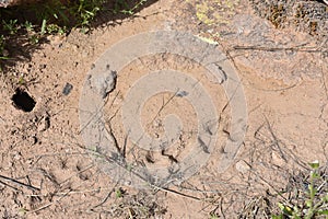 Coyote Tracks in Dirt on Arizona Hiking Trail